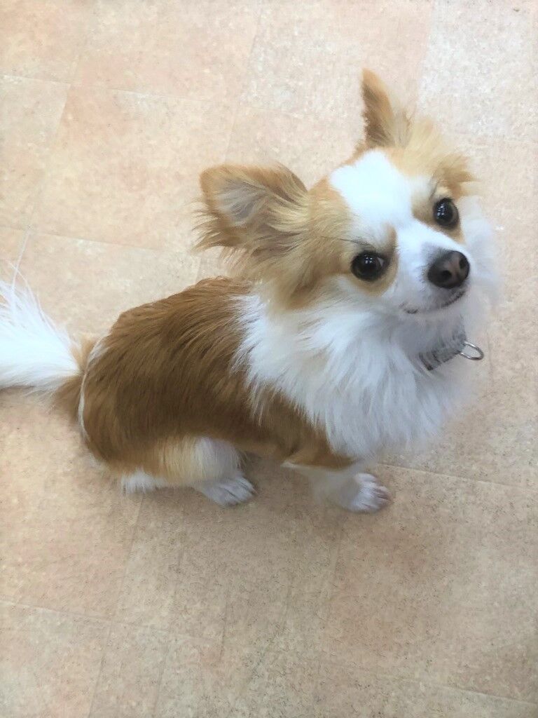横浜市の犬のしつけ教室/戸塚区 チワワ ロイくん 1才