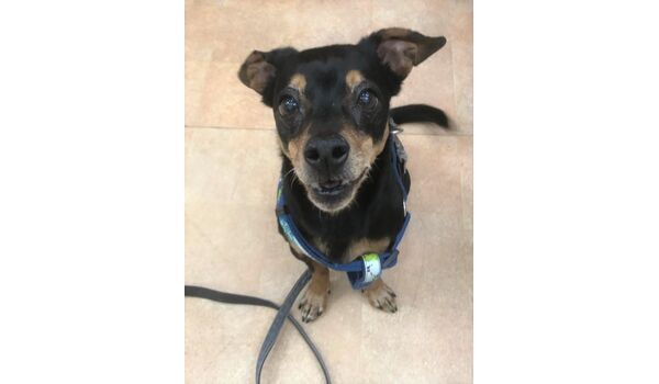 犬のしつけ教室・出張レッスン・無駄吠えの矯正レッスンを行う、ドッグスクール ヴィッセの新入生を紹介します～3月23日