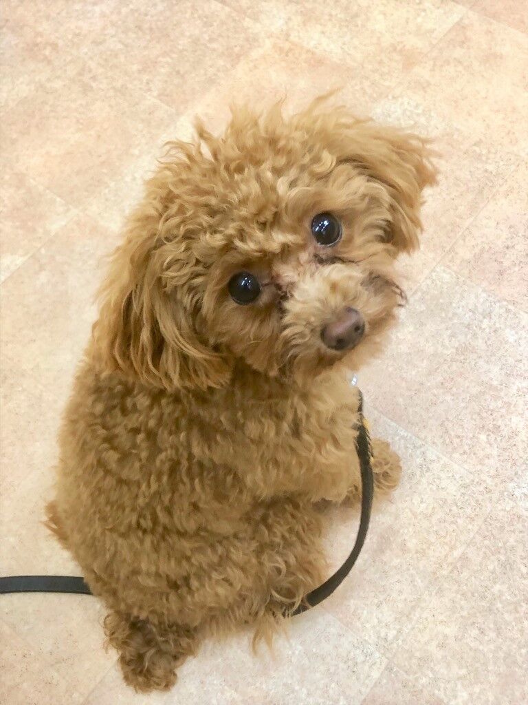 横浜市の犬のしつけ教室/都築区 トイ・プードル ジャスパーくん 1才