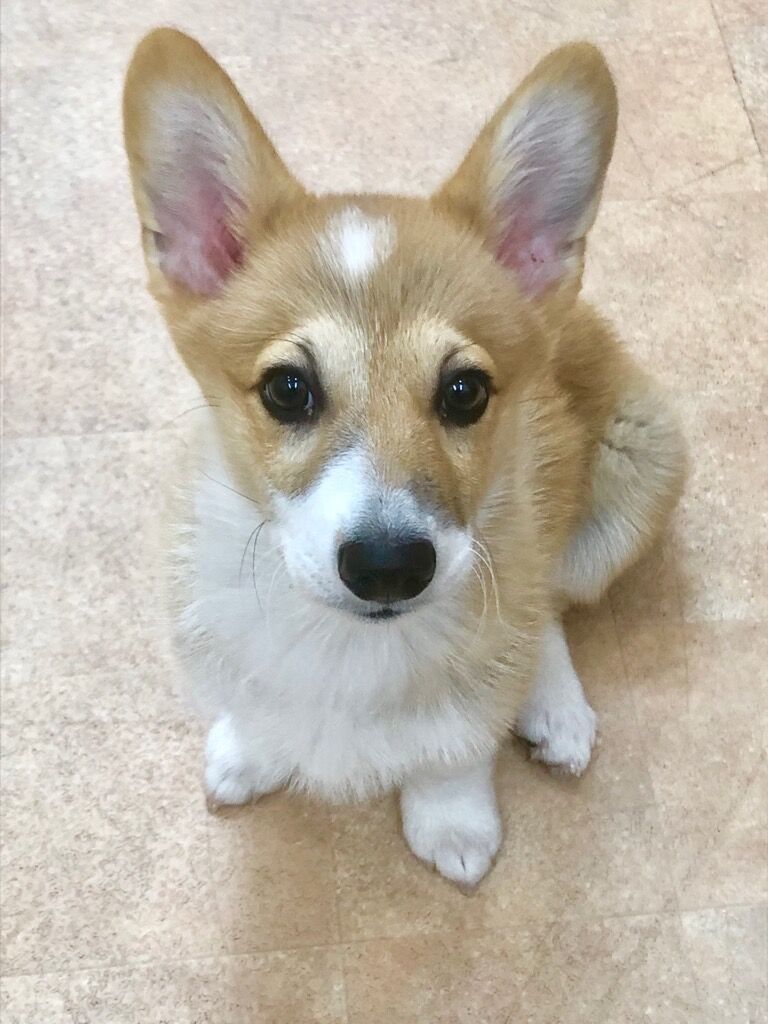 横浜市の犬のしつけ教室/栄区 W.コーギーペンブローグ ちゃちゃまるくん 4ヶ月