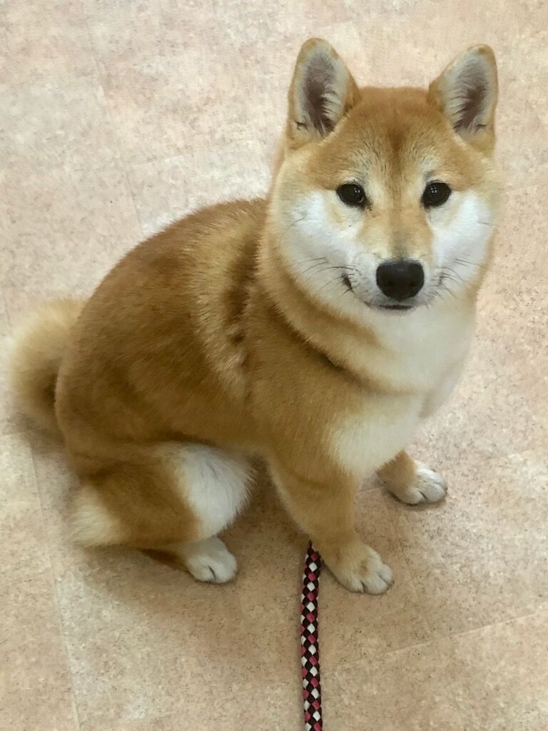 横浜市の犬のしつけ教室/三浦市 柴犬 おはぎちゃん 8ヶ月