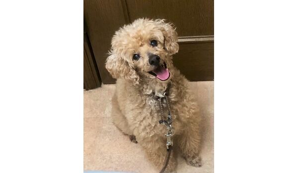犬のしつけ教室・出張レッスン・無駄吠えの矯正レッスンを行う、ドッグスクールヴィッセ新入生紹介～3月31日 