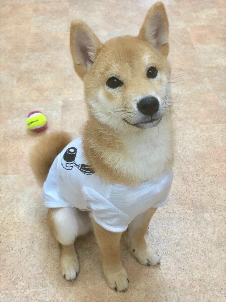 横浜市の犬のしつけレッスン/中区 豆柴 だいごくん 5ヶ月
