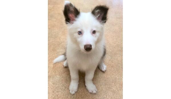 犬のしつけ教室・出張レッスン・無駄吠えの矯正レッスンを行うドッグスクールヴィッセ、新入生紹介～5月7日