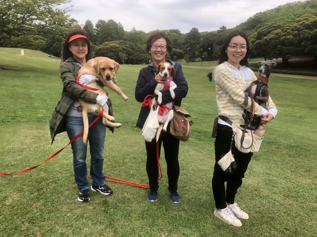 横浜市の犬のしつけ教室/お散歩レッスン～今日のわん子達