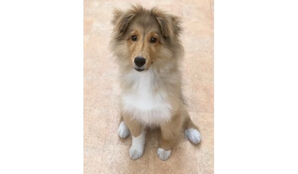 犬のしつけ教室・出張レッスン・無駄吠えの矯正レッスンを行うドッグスクールヴィッセ、新入生紹介～5月14日