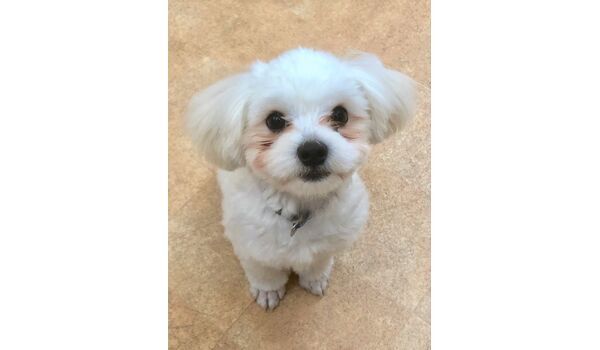 犬のしつけ教室・出張レッスン・無駄吠えの矯正レッスンを行う、ドッグスクール ヴィッセの新入生です～5月28日 