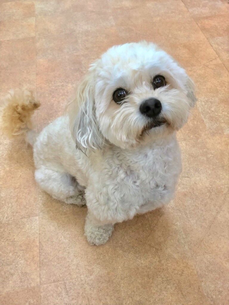 横浜市の犬のしつけレッスン/茅ヶ崎市 ローラちゃん 3才