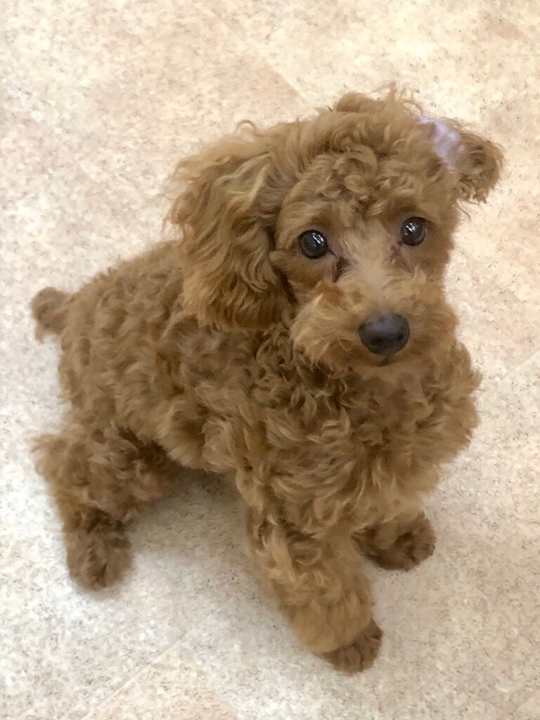 横浜市の犬のしつけレッスン/磯子区 トイ・プードル 小晴くん 5ヶ月