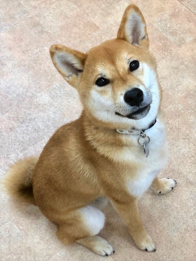 横浜市の犬のしつけレッスン/磯子区 柴犬 ごんじくん 1才