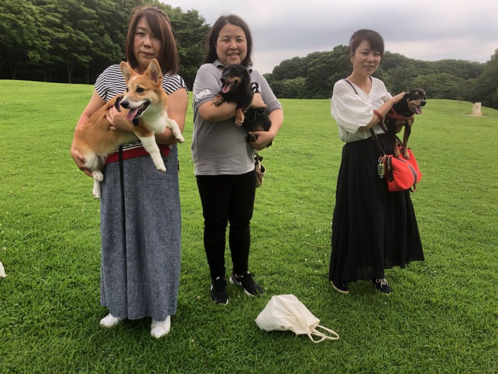 横浜市の犬のしつけ教室/お散歩レッスン～今日のわん子達。