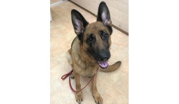 犬のしつけ教室・出張レッスン・無駄吠えの矯正レッスンを行うドッグスクール ヴィッセ～新入生紹介～7月22日