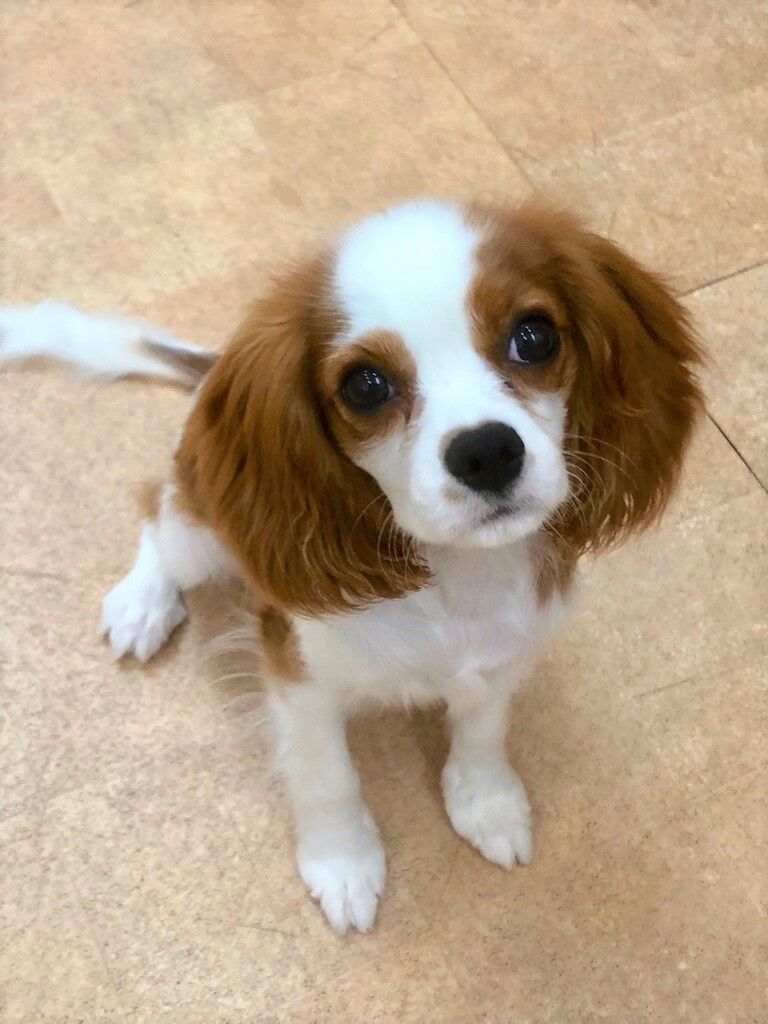 横浜市の犬のしつけレッスン/南区 キャバリア はなちゃん 6ヶ月
