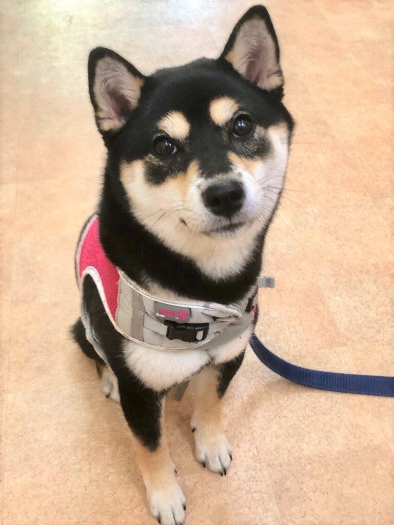 横浜市の犬のしつけレッスン/鎌倉市 豆柴 麦ちゃん 1才