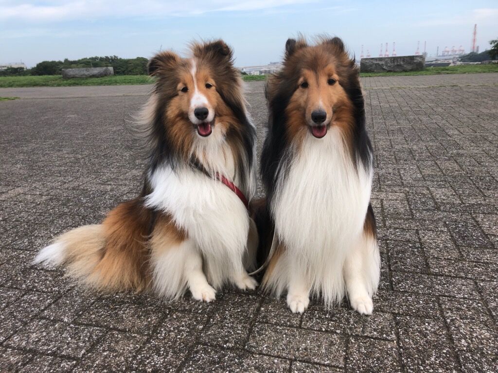 横浜市の犬のしつけ教室/お散歩レッスン～今日のわん子達