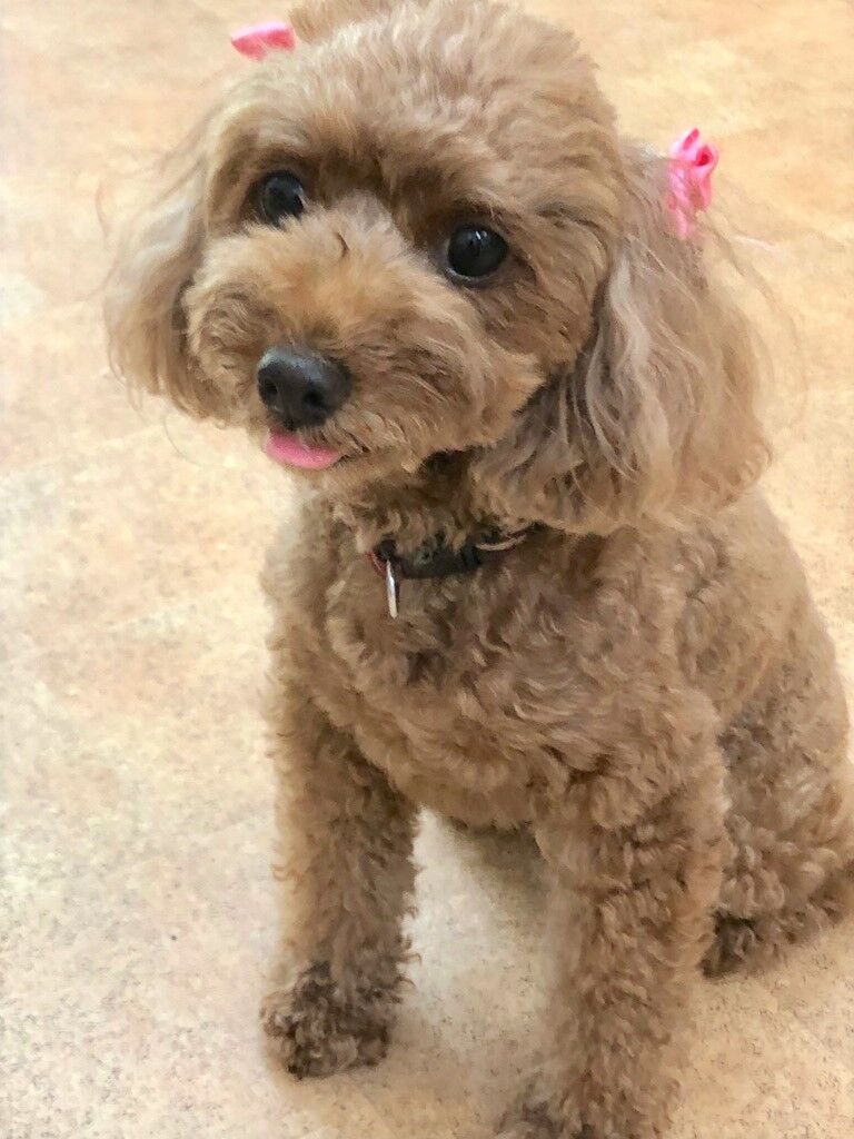 横浜市の犬のしつけレッスン/横須賀市 トイ・プードル モモちゃん 3才