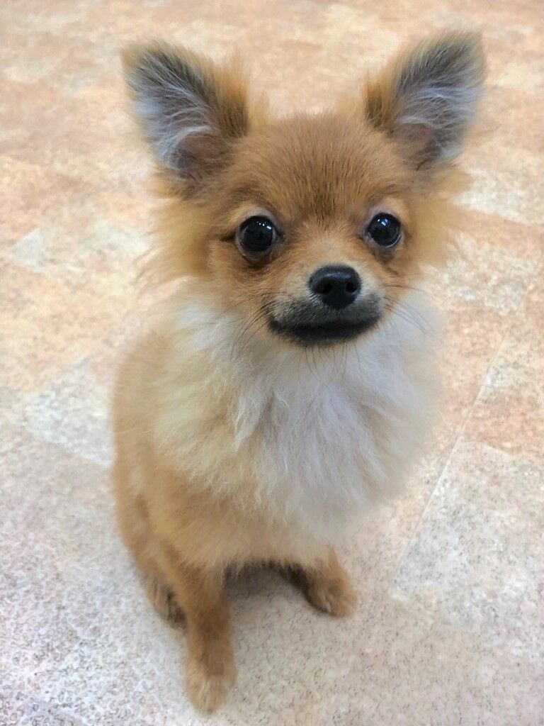 横浜市の犬のしつけレッスン/中区 ポメラニアン むぎちゃん 4ヶ月