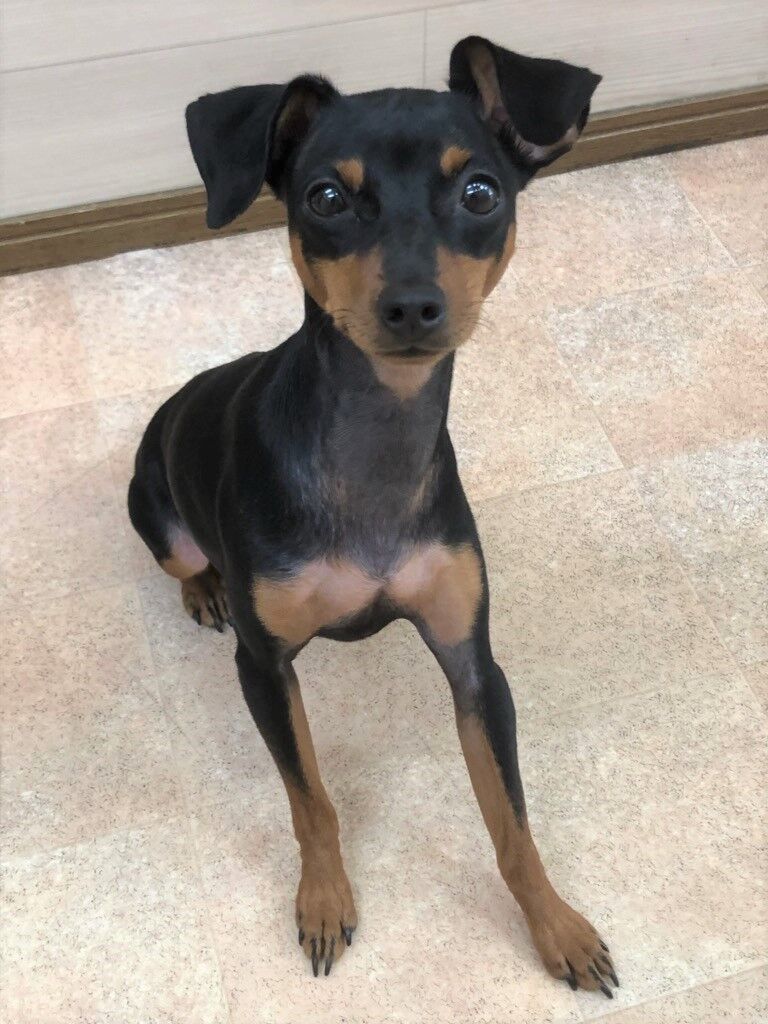 横浜市の犬のしつけレッスン/中区 ミニチュア・ピンシャー ベルちゃん 5ヶ月