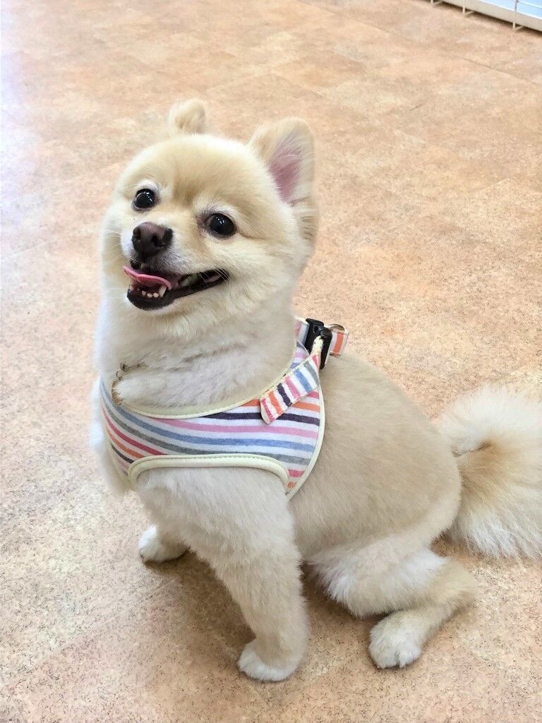 横浜市の犬のしつけレッスン/緑区 ポメラニアン さくらちゃん 4才