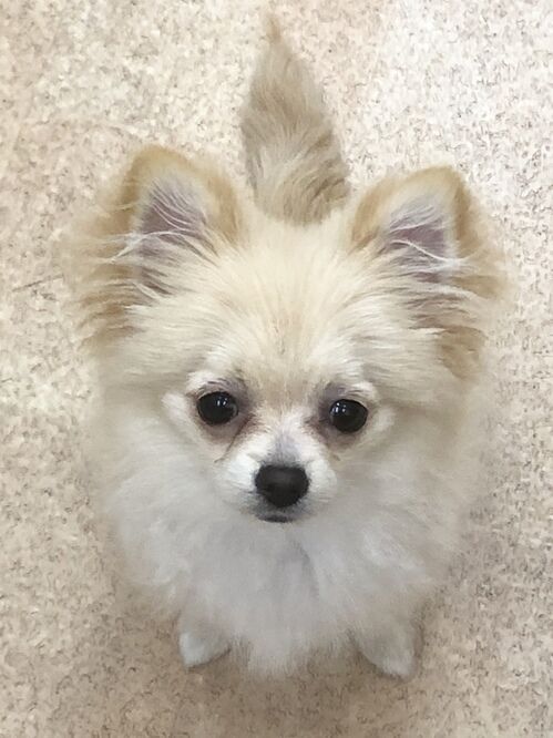 横浜市の犬のしつけレッスン/中区 ポメチワ アインちゃん 5ヶ月