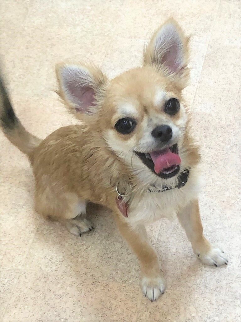 横浜市の犬のしつけレッスン/金沢区 チワワ つばさちゃん 3才