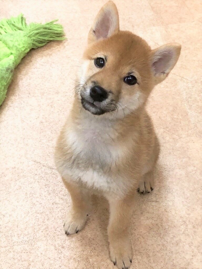 横浜市の犬のしつけレッスン/中区 豆柴 おおくん 4ヶ月