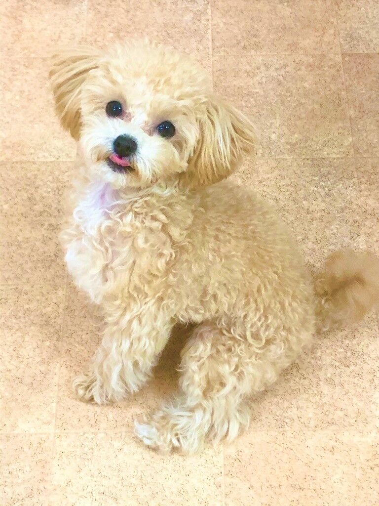 横浜市の犬のしつけレッスン/港北区 ティーカッププードル マッシュちゃん 8ヶ月