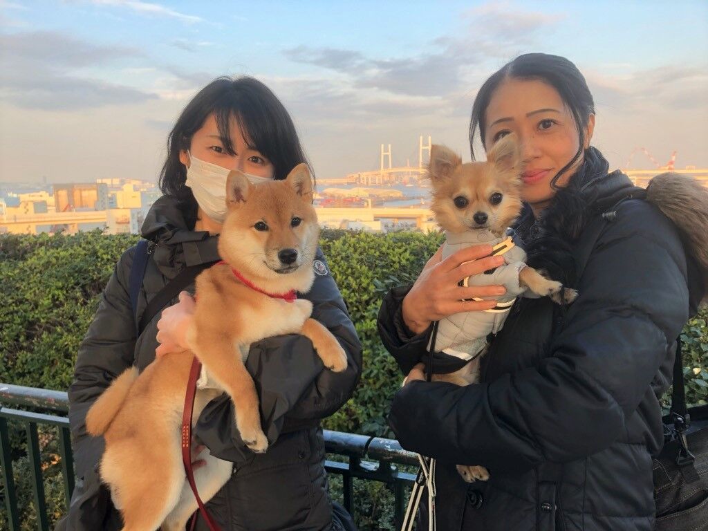 横浜市の犬のしつけ教室/今日のわん子達