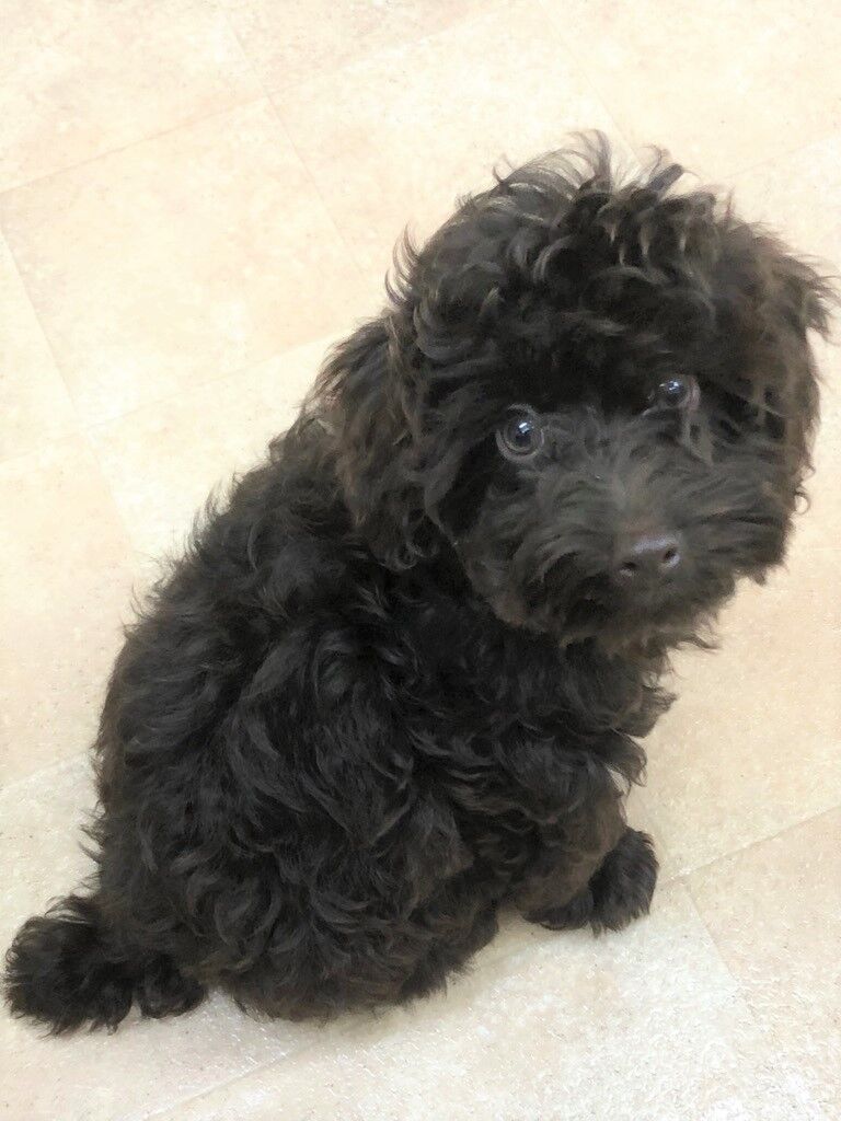 横浜市の犬のしつけレッスン/西区 トイ・プードル ロックくん 3ヶ月