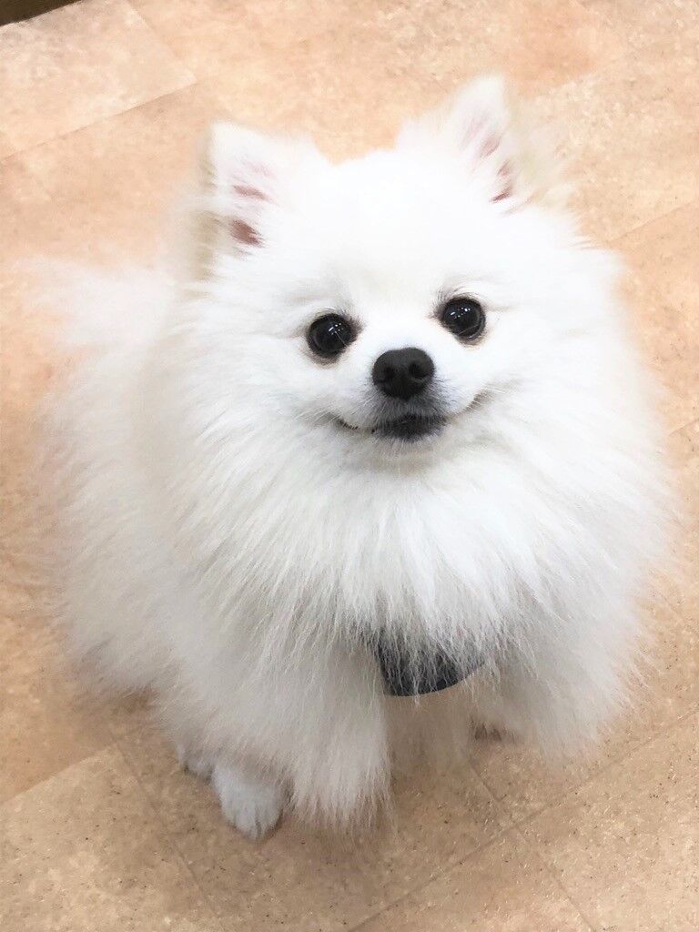 横浜市の犬のしつけレッスン/戸塚区 ポメラニアン コタロウくん 2才