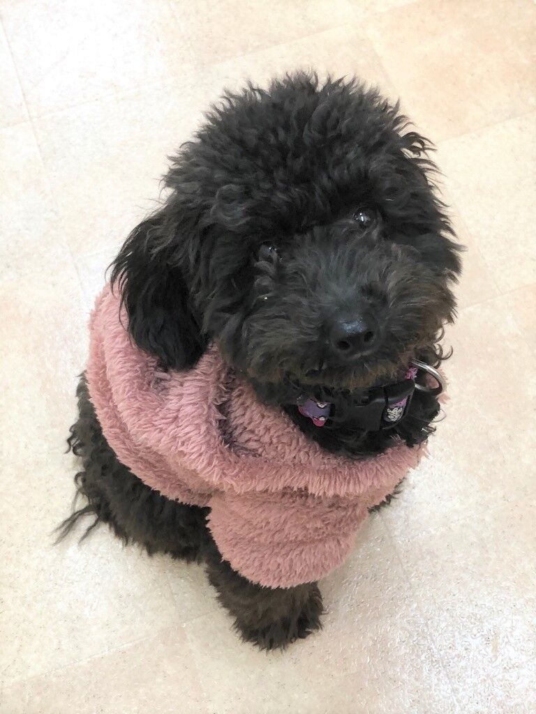 横浜市の犬のしつけレッスン/金沢区 トイ・プードル ひじきちゃん 6ヶ月
