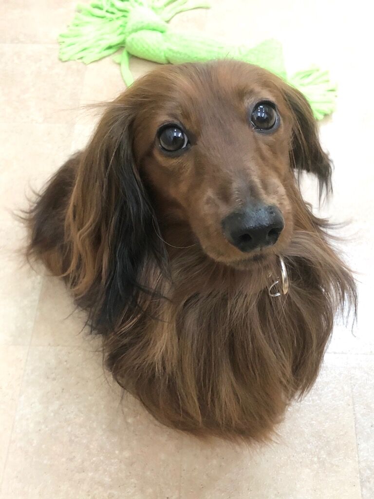 横浜市の犬のしつけレッスン/港北区 カニンヘン・ダックスフント 琥珀くん 3才
