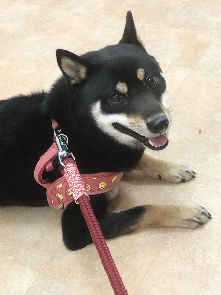 横浜市の犬のしつけレッスン/南区 黒柴 武蔵くん 2才