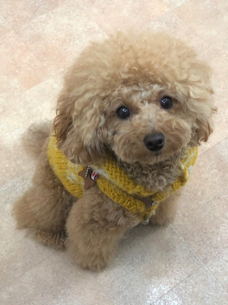 横浜市の犬のしつけレッスン/保土ヶ谷区 トイ・プードル シェリちゃん 1才