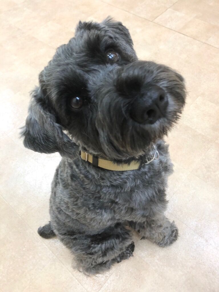 横浜市の犬のしつけレッスン/鶴見区 ミニチュア・シュナウザー チューイくん 3才