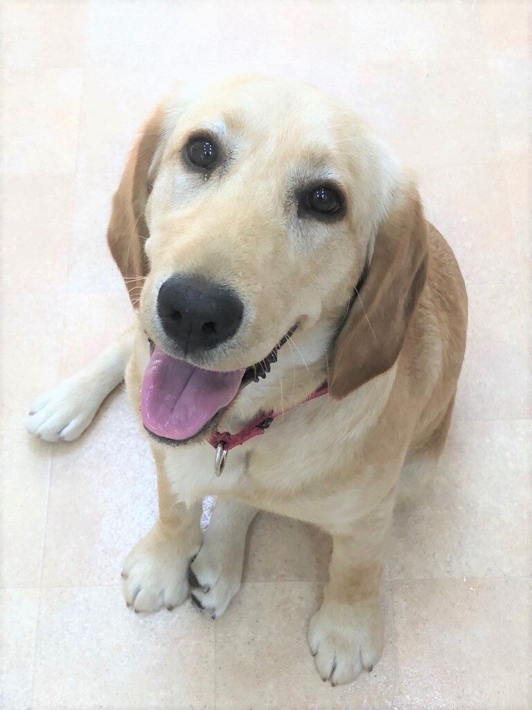 横浜市の犬のしつけレッスン/中区 ラブニエル むぎちゃん 6ヶ月