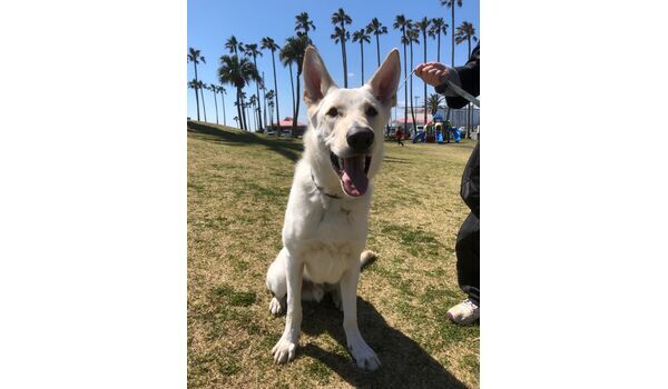 犬のしつけ教室・出張レッスン・無駄吠えの矯正レッスンを行うドッグスクール ヴィッセ新入生紹介～3月24日 