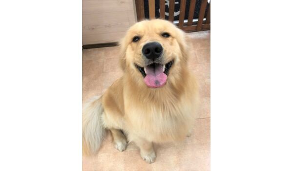 犬のしつけ教室・出張レッスン・無駄吠えの矯正レッスンを行うドッグスクール ヴィッセ新入生紹介～3月27日