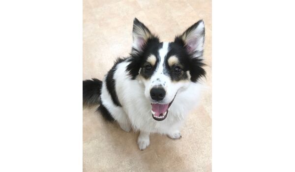 犬のしつけ教室・出張レッスン・無駄吠えの矯正レッスンを行う、ドッグスクール ヴィッセ新入生紹介～3月28日 