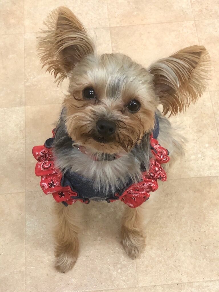 横浜市の犬のしつけレッスン/中区 ヨークシャー・テリア 心ちゃん 2才