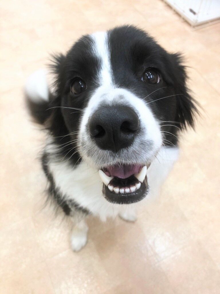 横浜市の犬のしつけ教室/東京都 練馬区 ボーダー・コリー サリーちゃん 2才