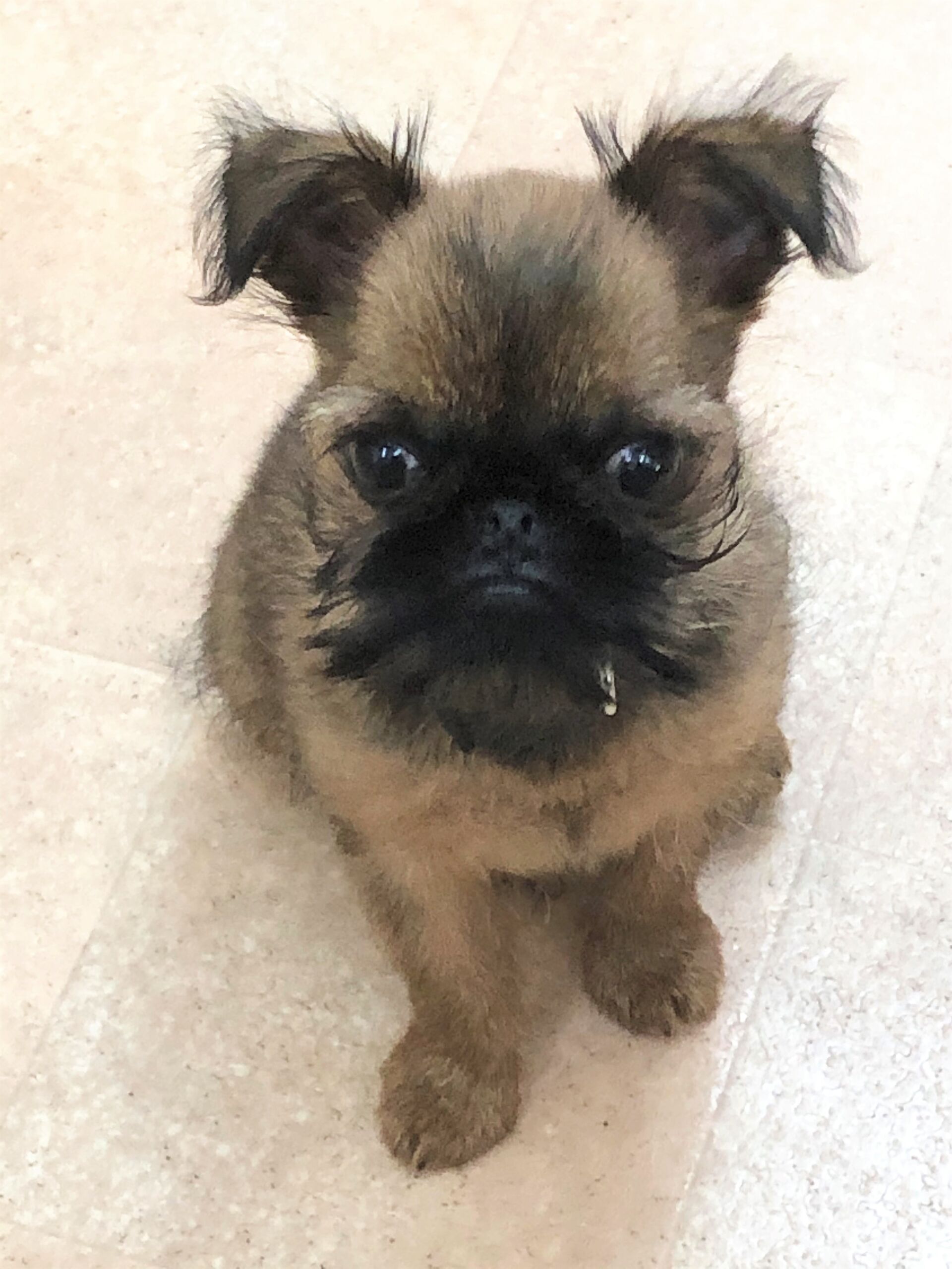 横浜市の犬のしつけレッスン/磯子区 ブリュッセル・グリフォン 雷くん 2ヶ月