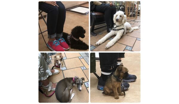 犬のしつけ教室・出張レッスン・無駄吠えの矯正レッスンを行うドッグスクール ヴィッセ、今日のわん子達～5月22日 
