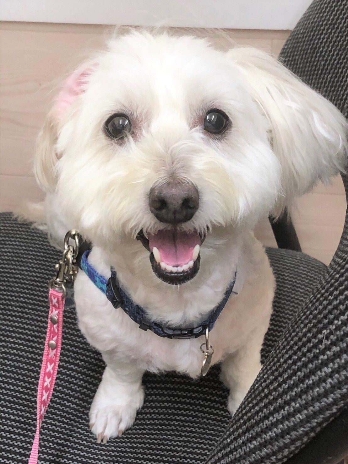 横浜市の犬のしつけレッスン/港南区  コロくん 8才