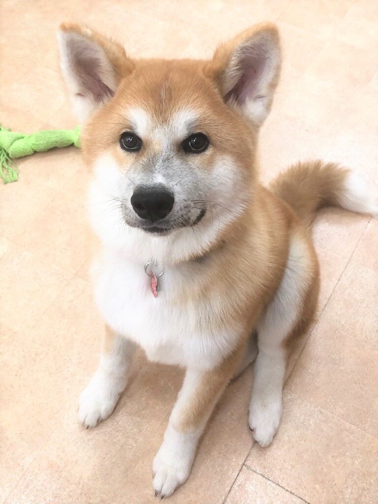 横浜市の犬のしつけレッスン/南区 秋田犬 ジンくん 5ヶ月