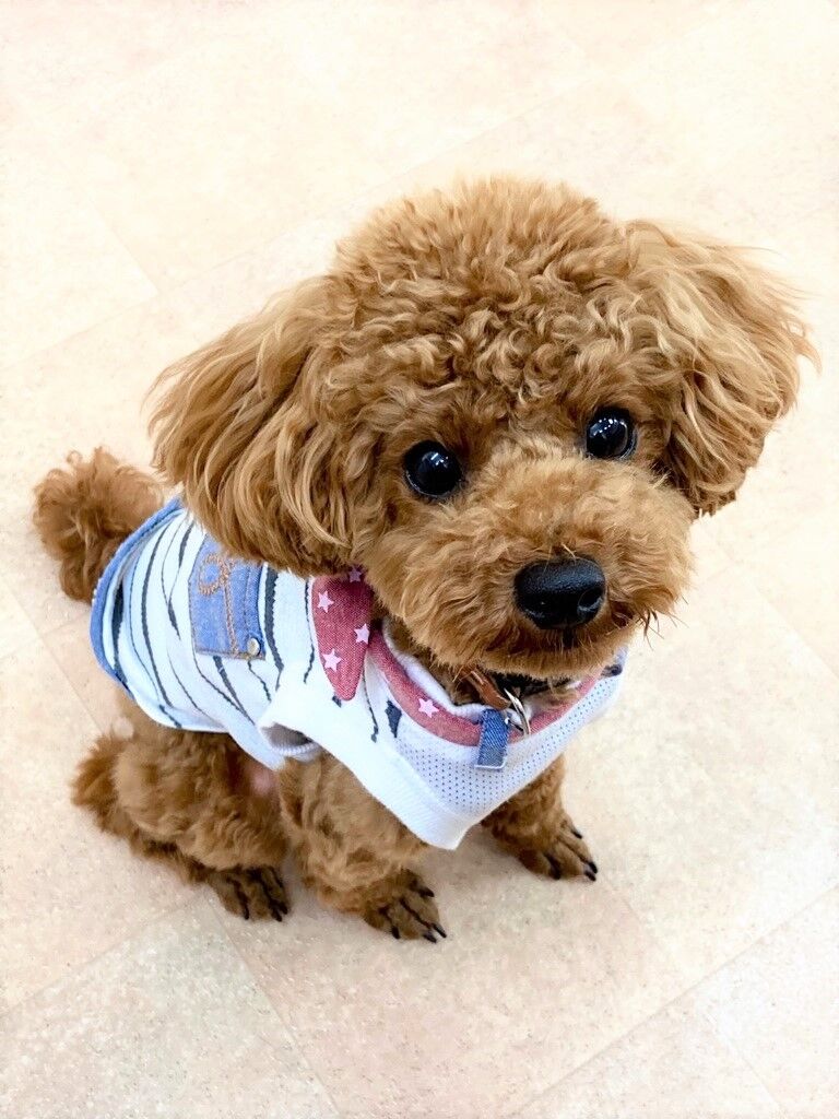 横浜市の犬のしつけレッスン/中区 トイ・プードル くうくん 10ヶ月