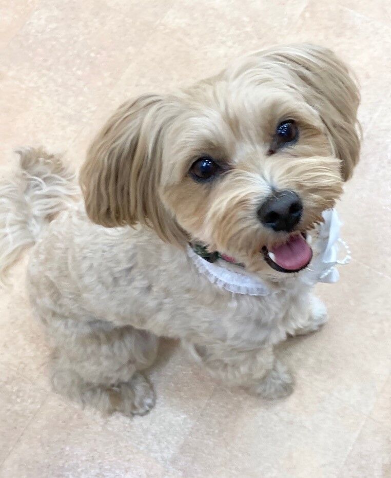 横浜市の犬のしつけレッスン/中区 マルプー ミルちゃん 5才