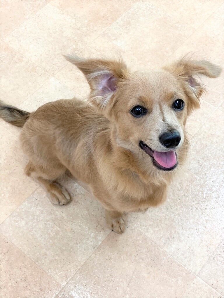 横浜市の犬のしつけレッスン/神奈川区 チワックス ルークくん 5ヶ月