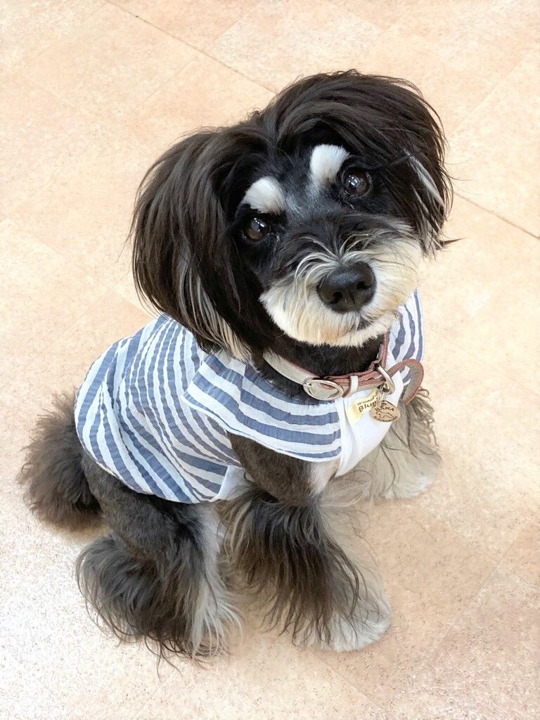 横浜市の犬のしつけレッスン/港北区 ミニチュア・シュナウザー はなちゃん 2才