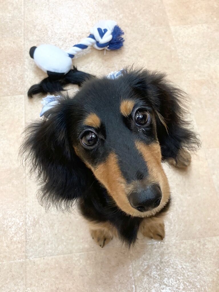 横浜市の犬のしつけレッスン/栄区 カニンヘン・ダックスフント レオくん 5ヶ月